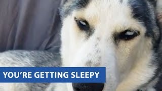 animale un Husky somnoros