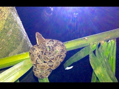 Fer-de-Lance Viper (Bothrops asper) Found 10 Feet Up a Tree!