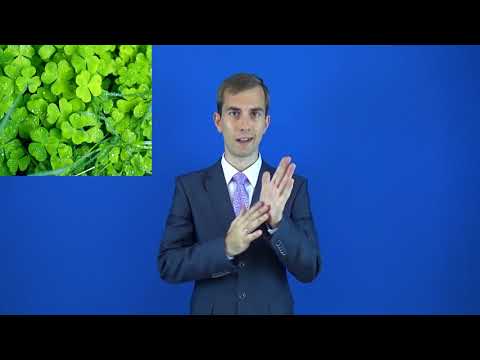 трилистник