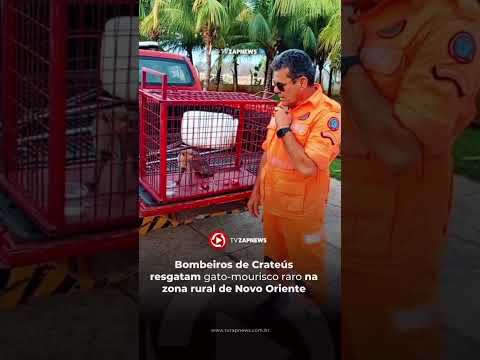 Bombeiros resgatam gato-mourisco raro na zona rural de Novo Oriente #ceará. #youtube #notícias #news