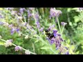 Video 'Nice flower bumblebee, high five :)'