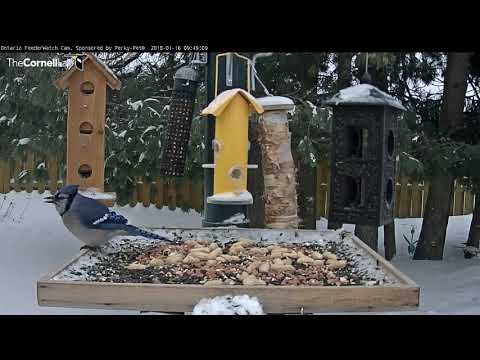 Blue Jays Pick Peanuts From Feeder Tray In Ontario – Jan 16, 2018