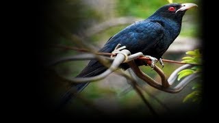 Download lagu Suara Burung Tuwu Gacor dan Jernih, Kicauan Terbaik mp3