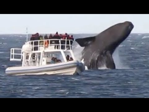 Huge Whales Swimming and Jumping Close To Boat