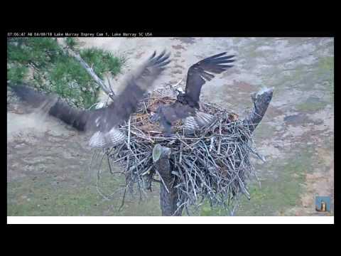 Lake Murray Osprey Cam Ricky Lucy defend nest 7:06am 4-8-2018