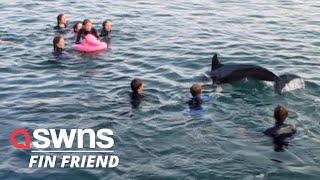 Marine experts issue a warning after a dolphin plays with swimmers in Cornwall | SWNS