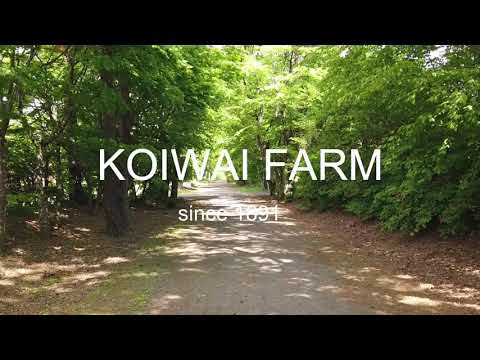 【小岩井農場】新緑のベストシーズン到来！