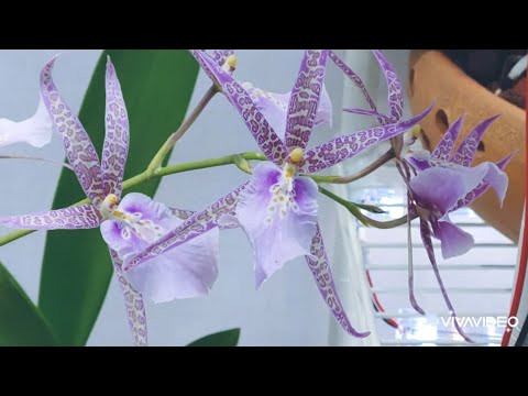 , title : '키우기 쉬운 난초 밀타시아 차레스 엠, 피치 '이즈미' 기르는 방법. Easy to grow Orchid Miltacia Charles M. Fitch 'Izumi'.'
