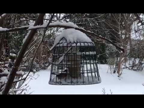 Robin eating fat feeder on snowy day