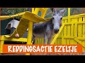 Een nieuw ezeltje op de opvang | DierenpraatTV