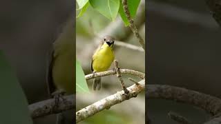 Download lagu Burung remetuk laut gacor #shorts #kicaumania #birds mp3 Download lagu Burung remetuk laut gacor #shorts #kicaumania #birds mp3