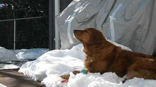 Blues Guitar Song for Golden Retriever