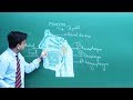 Human Digestive System For NEET 2019 Misostudy