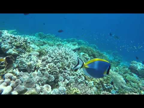 Snorkel Banana Reef