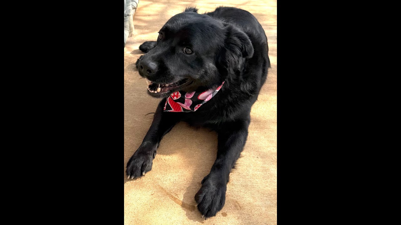 Enlarge Cheech, an adopted mixed breed in New Canaan, CT video 5/6