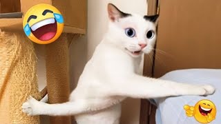 Funniest Cats & Dogs Compilation 2025 – Non-Stop Laughter Guaranteed! 🐱🐶😂