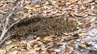 Honey Bee Swarming on the Ground!