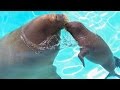 Canada's 1st baby walrus goes for a swim