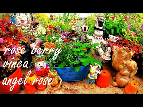 園芸 レッドロベリア