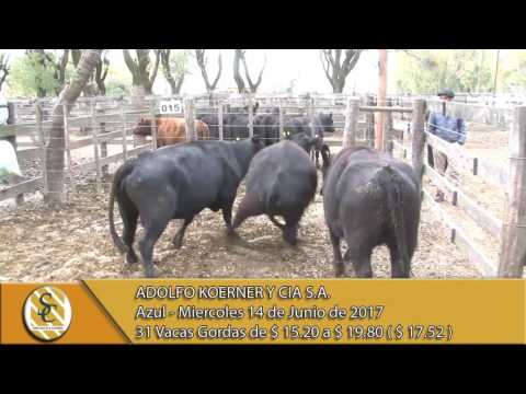 14-06-17 Venta de Vacas Gordas - Adolfo Koerner y Cia S.A. - Azul