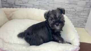 ミニチュアシュナウザーの動画01