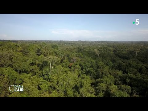 Lula élu, une victoire pour l'Amazonie ? - Reportage #cdanslair 31.10.2022