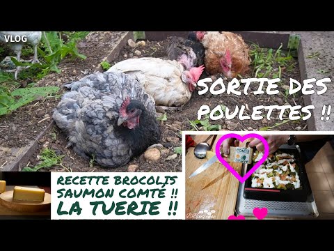 [. VLOG .] Les Poulettes en Action + Recette Brocolis-Saumon-Comté : Une TUERIE Inratable !! 😍🍴