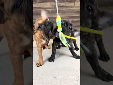 Video 5