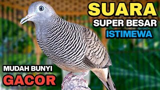 Download lagu Perkutut Lokal Gacor Suara Kung Besar Pancingan Burung Perkutut Agar Bunyi. mp3