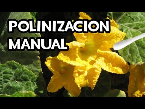 , title : 'Polinizacion Manual muy Fácil | Flor Hembra y Masculina | La Huerta de Ivan'