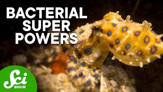 5 of the Coolest Partnerships Between Animals and Bacteria