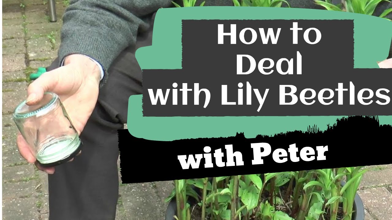 Dealing with lily beetles