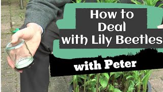 How to Deal with Lily Beetles | Gardening Ideas | Peter Seabrook