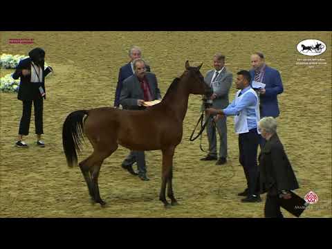 N 165 HAYA AL GHARBIAH   Qatar National Arabian Horse Championship 2021   Yearling Fillies Class 3C