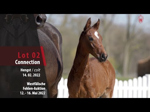 Fohlen-Auktion Lot 2 Connection Hengst v. Comme il faut NRW - Kannan
