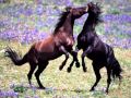 Beautiful Life - Ocean`s Four Feat Adam Clay ...