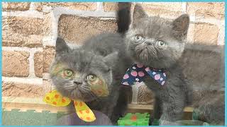 ペットショップCOO&RIKU No00703525(エキゾチック)