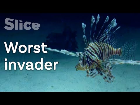 image-Is the lionfish a native or non native species?