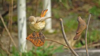 Good News - Buddy Guy Cover (Blues)