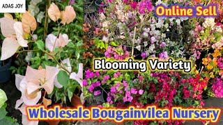 Wholesale Bougainvillea nursery kolkata cheapest price 200+ veriety #horticulture king nursery