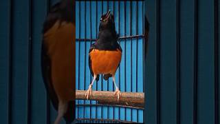 Download lagu murai batu gacor DAHSYAT LANGSUNG BIKIN EMOSI mp3 Download lagu murai batu gacor DAHSYAT LANGSUNG BIKIN EMOSI mp3