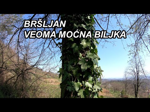 BRŠLJAN - KAKO IZGLEDA?LIJEČI KURJE OKO ZA 3 DANA
