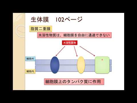 薬学科 月本 光俊 准教授