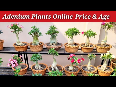 Adenium plants online price n age, All about adeniums, Adenium varietis names