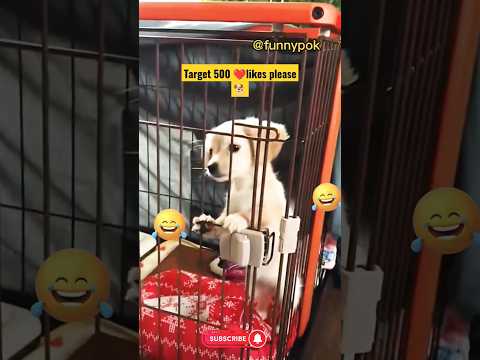 Funny Dogs Moment #4😱🐕😍#shorts #funny #dog #short