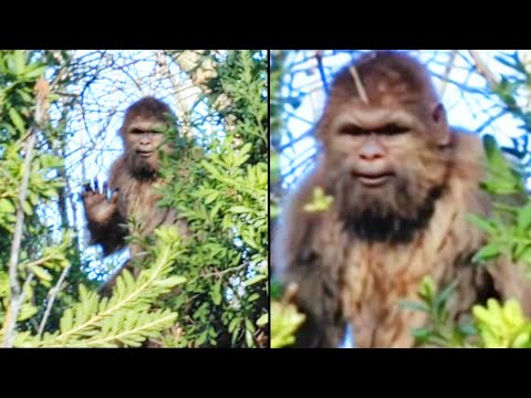 This Man Befriended a Bigfoot, Then Something Amazing Happened - Sasquatch Encounter Story