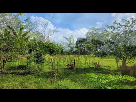 Imagen de Venta de Lotes y Terrenos en Matama - Limón Matama - LIMÓN