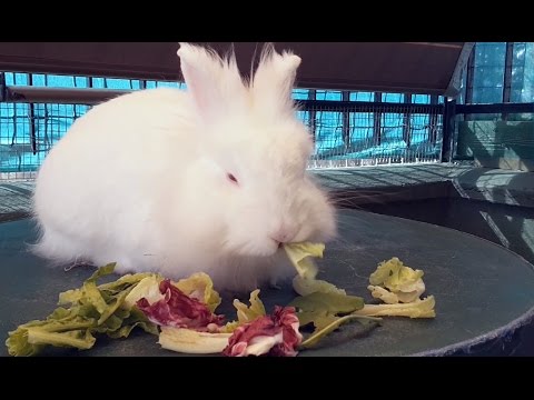 Il pranzo del coniglio nano