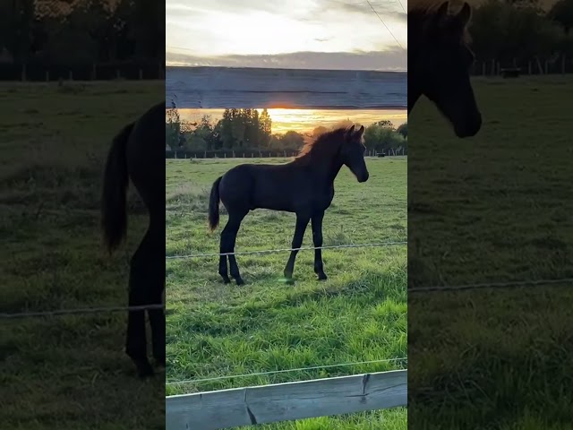 Colt Friesian Arabian For sale 2025 Black