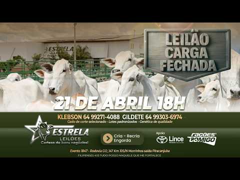 ESTRELA LEILÕES  - AO VIVO - 21/04/2026  -  18H - MORRINHOS - GOIÁS